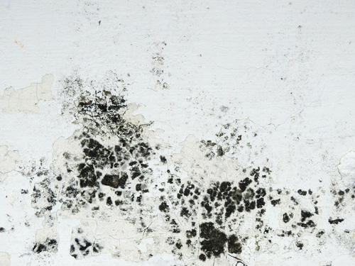 Mold & Histamine: The Hidden Link Making You Sick